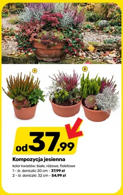 Kompozycja jesienna śr. doniczki 20 cm promocja w Bricomarche