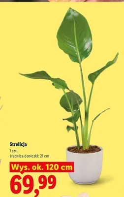 Strelicja promocja w Lidl