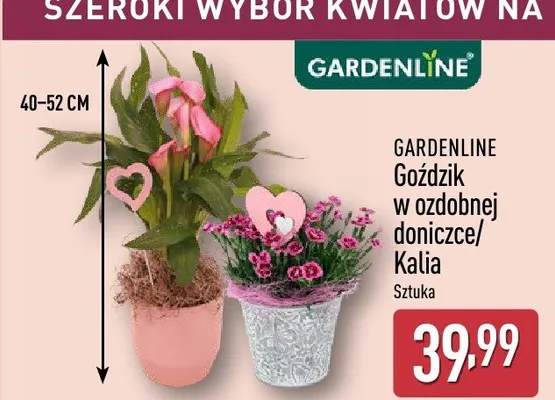 Kalia GARDENLINE 40-52cm promocja w Aldi