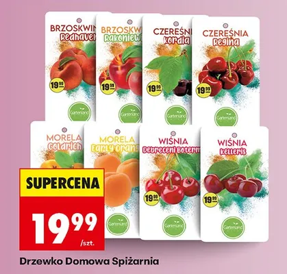 Drzewko promocja w Biedronka