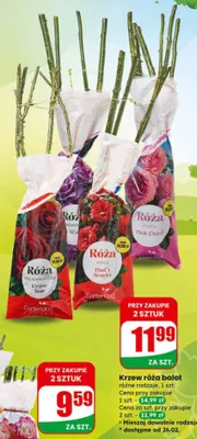 Krzew róża dwukolorowa balot różne rodzaje promocja w Dino