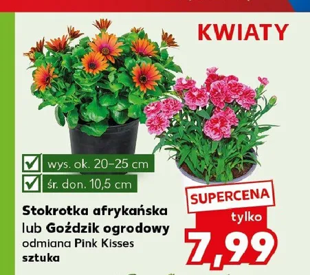 Goździk ogrodowy odmiana Pink Kisses promocja w Kaufland