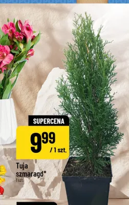 Tuja szmaragd promocja w POLOmarket