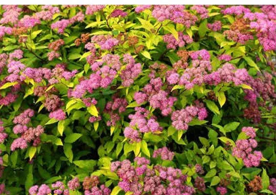 Tawuła japońska promocja w Bricomarche