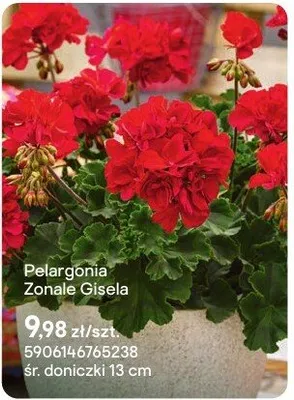 Pelargonia Zonale Gisela promocja w Castorama