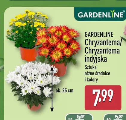 Chryzantema Gardenline promocja w Aldi