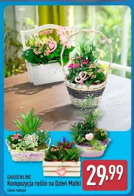 Kompozycja roślin na Dzień Matki Gardenline promocja w Aldi