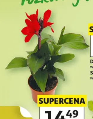 Paciorecznik w don. 13cm promocja w Auchan