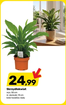 Skrzydłokwiat wys. 50cm śr. doniczki: 13cm kolor kwiatów: biały promocja w Bricomarche