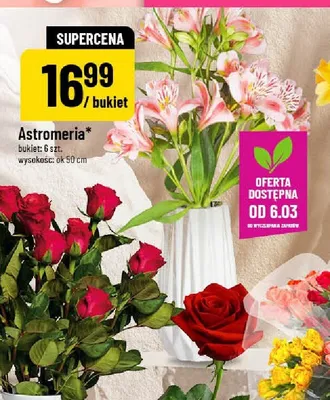 Róża promocja w POLOmarket