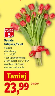 Polskie tulipany 15szt. promocja w Lidl