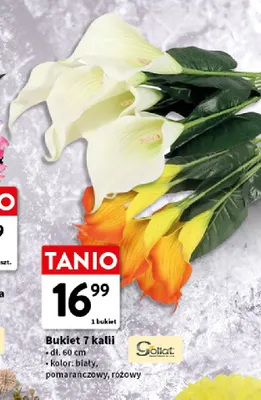 Bukiet 7 kalii Goliat promocja w Intermarche