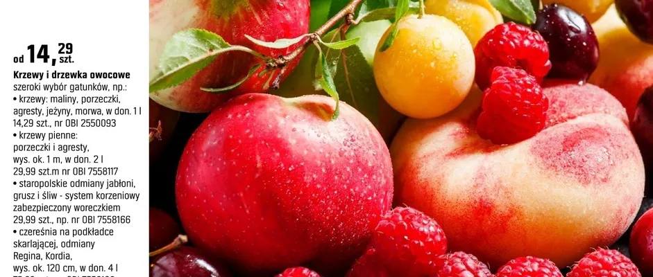 Drzewka i krzewy owocowe szeroki wybór gatunków promocja w OBI