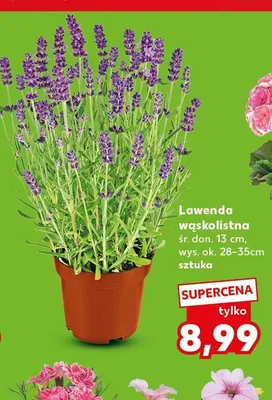 Lawenda wąskolistna śr. don. 13cm wys. ok. 28-35cm promocja w Kaufland