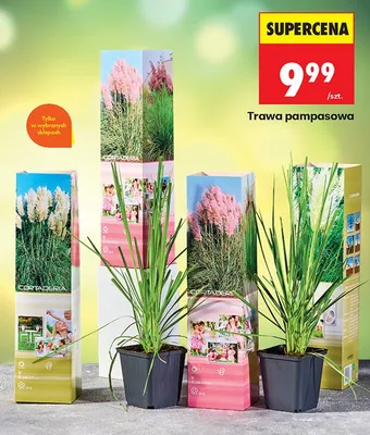 Trawa pampasowa promocja w Biedronka