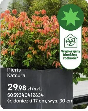 Pieris Katsura promocja w Castorama