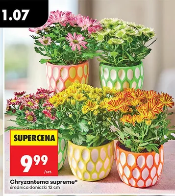 Chryzantema supreme promocja w Biedronka