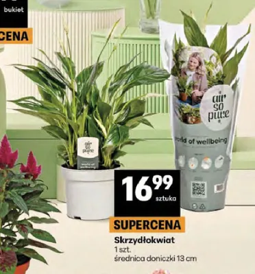 Skrzydłokwiat średnica doniczki 13cm promocja w Delikatesy Centrum