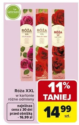 Róża XXL w kartonie różne odmiany promocja w Carrefour