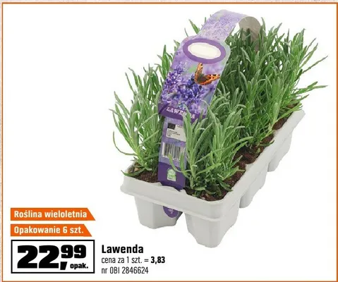 Lawenda promocja w OBI