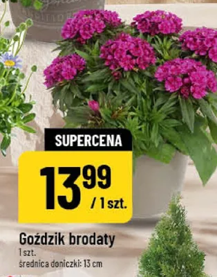 Goździk brodaty promocja w POLOmarket