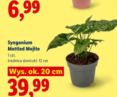 Syngonium Mottled Mojito wys. ok. 20 cm promocja w Lidl