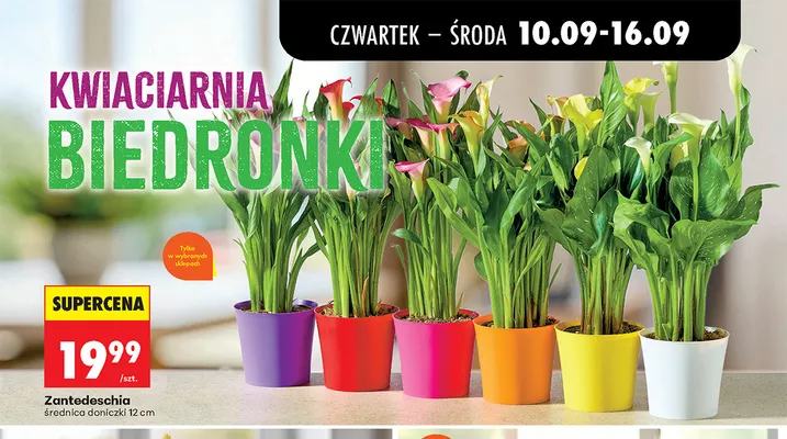 Zantedeschia promocja w Biedronka