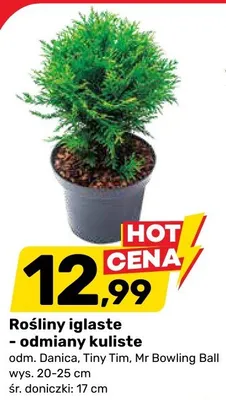 Rośliny iglaste - odmiany kuliste promocja w Bricomarche