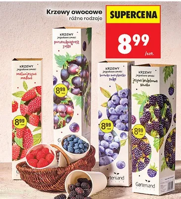 Krzewy owocowe malinowa rośnie promocja w Biedronka