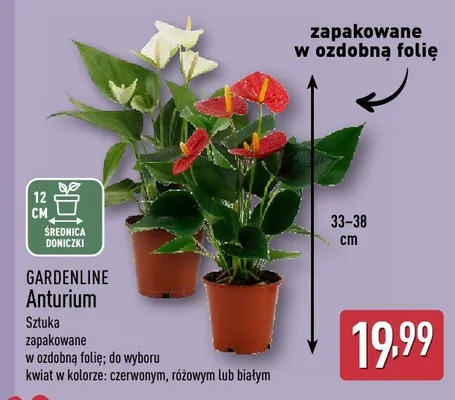 Roślina Anturium Gardenline promocja w Aldi