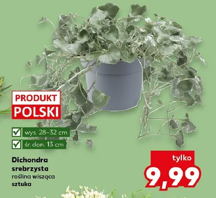 Dichondra srebrzysta roślina wisząca promocja w Kaufland