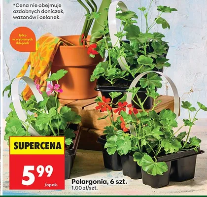 Pelargonia promocja w Biedronka