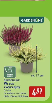 Wrzos zwyczajny Gardenline promocja w Aldi