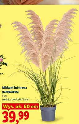 Trawa pampasowa promocja w Lidl
