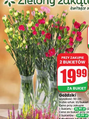 Goździki promocja w Dino