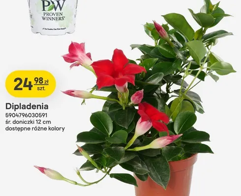 Dipladenia w don. 10.5 cm promocja w Castorama