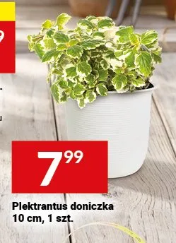 Piektrantus doniczka 10 cm promocja w Twój Market