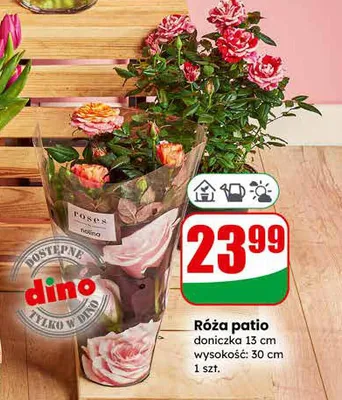 Róża patio Dino promocja w Dino