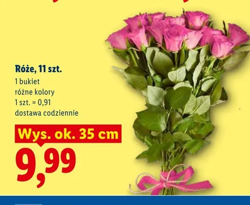 Róże 11-pak promocja w Lidl