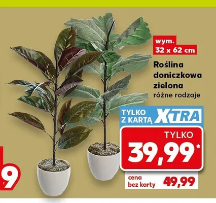 Roślina doniczkowa zielona promocja w Kaufland