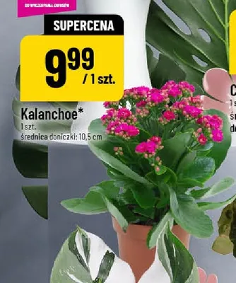 Kalanchoe promocja w POLOmarket