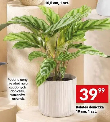 Kalatea doniczkowa 19 cm promocja w Twój Market