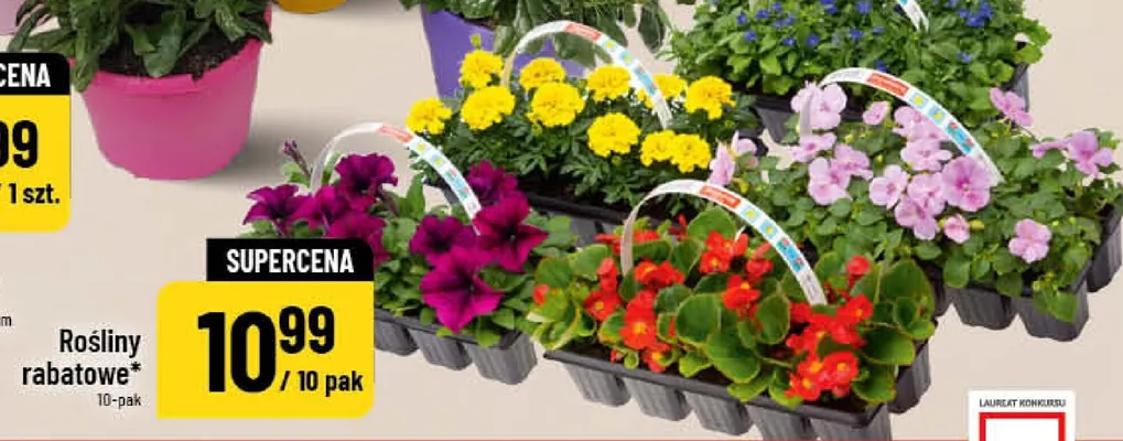 Rośliny rabatowe 10-pak promocja w POLOmarket