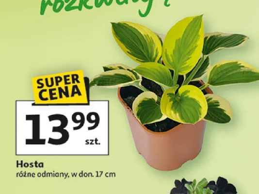 Hosta w donicy promocja w Auchan