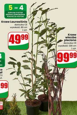 Krzew Laurowiśnia doniczka C5 promocja w Dino