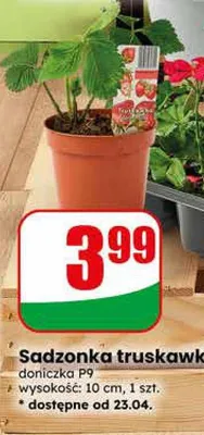 Sadzonka truskawki promocja w Dino