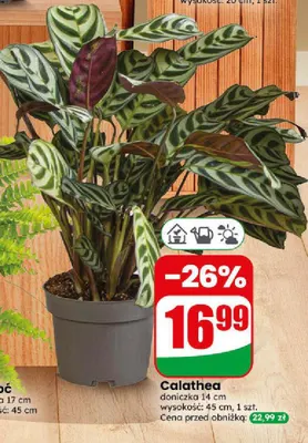Calathea promocja w Dino
