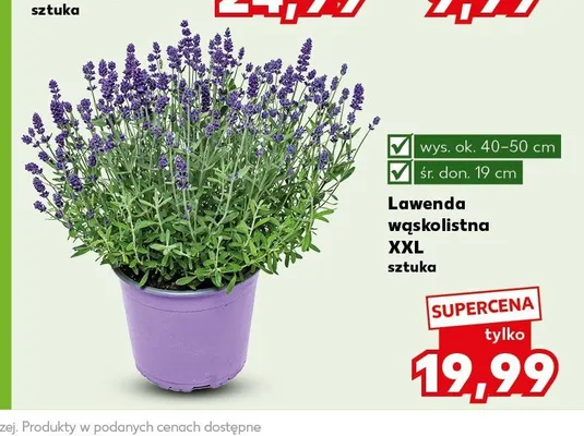 Lawenda wąskolistna XXL promocja w Kaufland