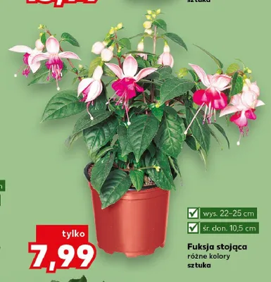 Fuksja stojąca wys. 22-25cm śr. don. 10,5cm promocja w Kaufland