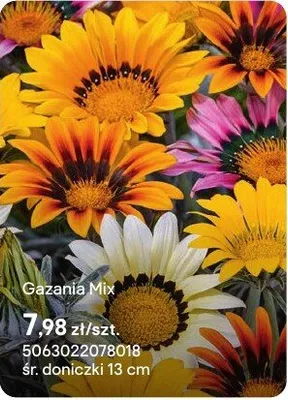 Gazania Mix promocja w Castorama